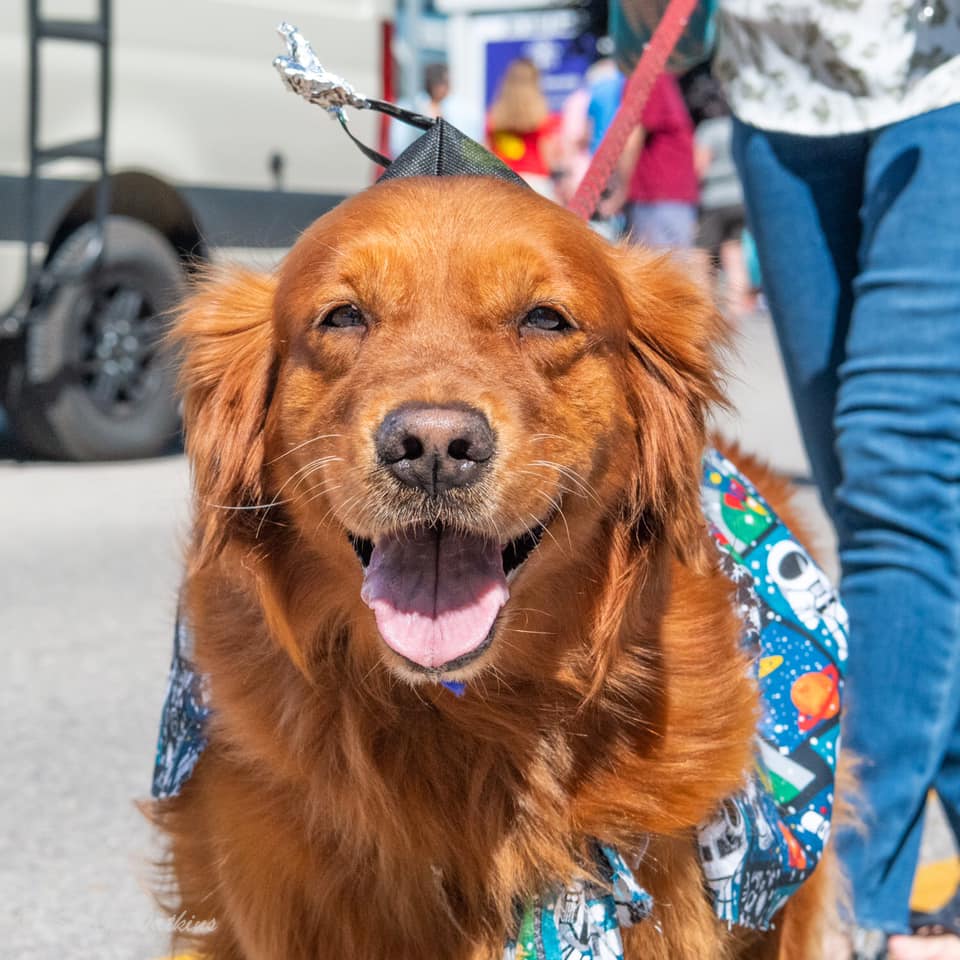 A Dog and Human Show The Northport Dog Parade Features Northern