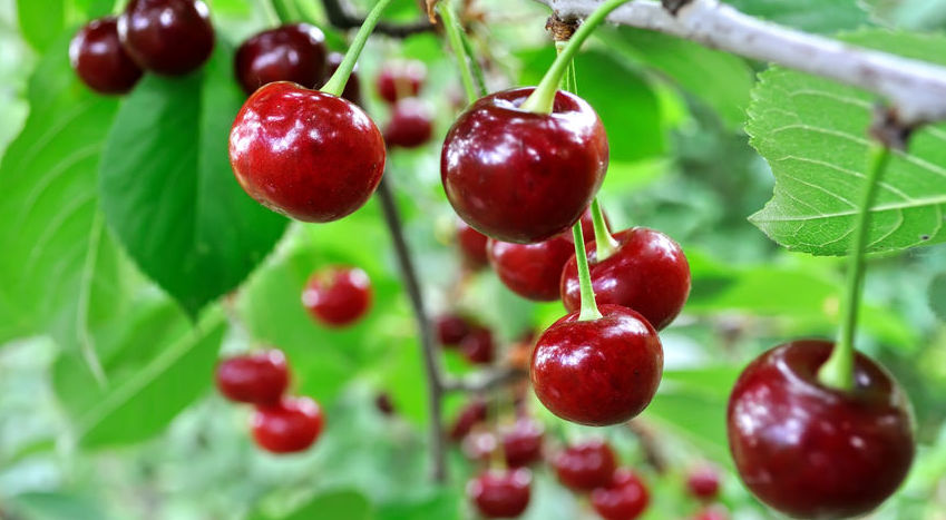 Usda Agrees To Purchase Additional 15 Million In Tart Cherries The Ticker