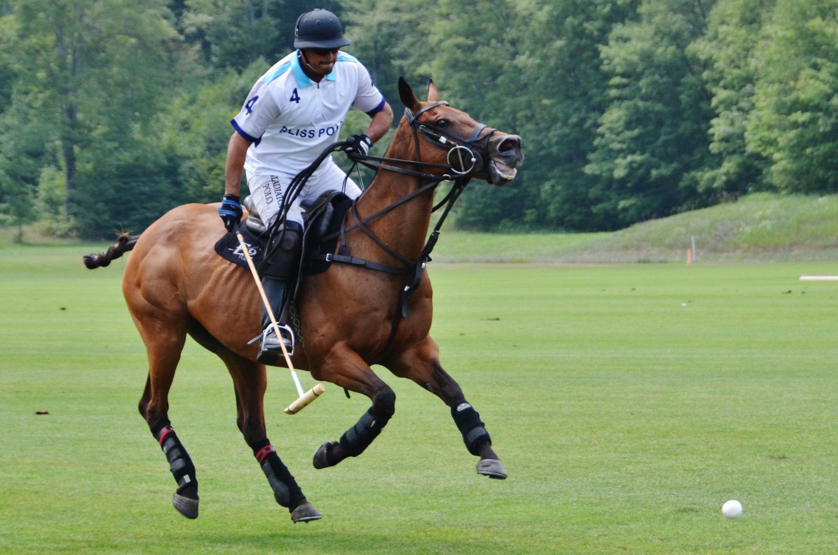 USPA Polo Horse Player Sport