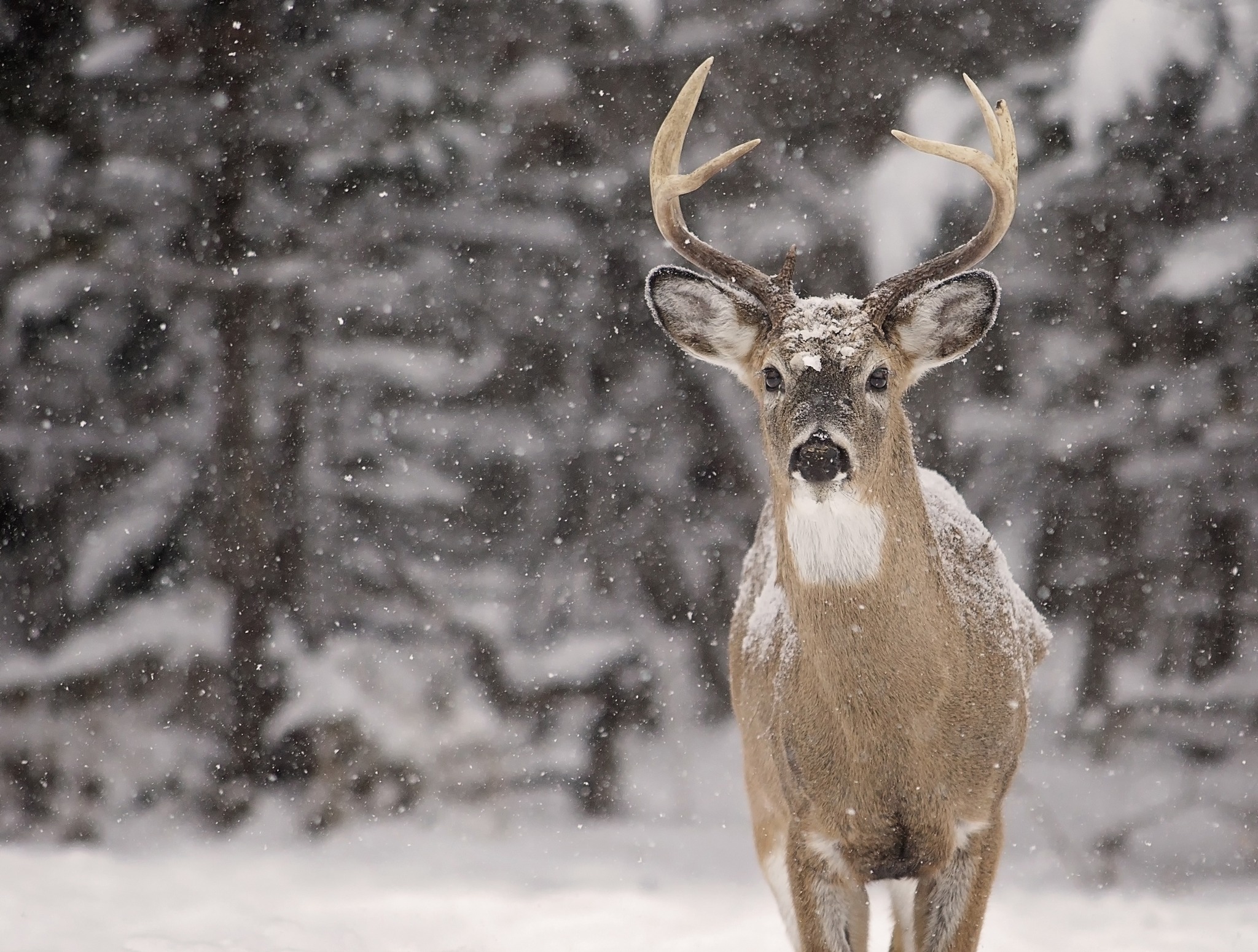 The Outdoor Recreation Report: Big Grants, Deer Hunting Stats, And Other  2022 Takeaways