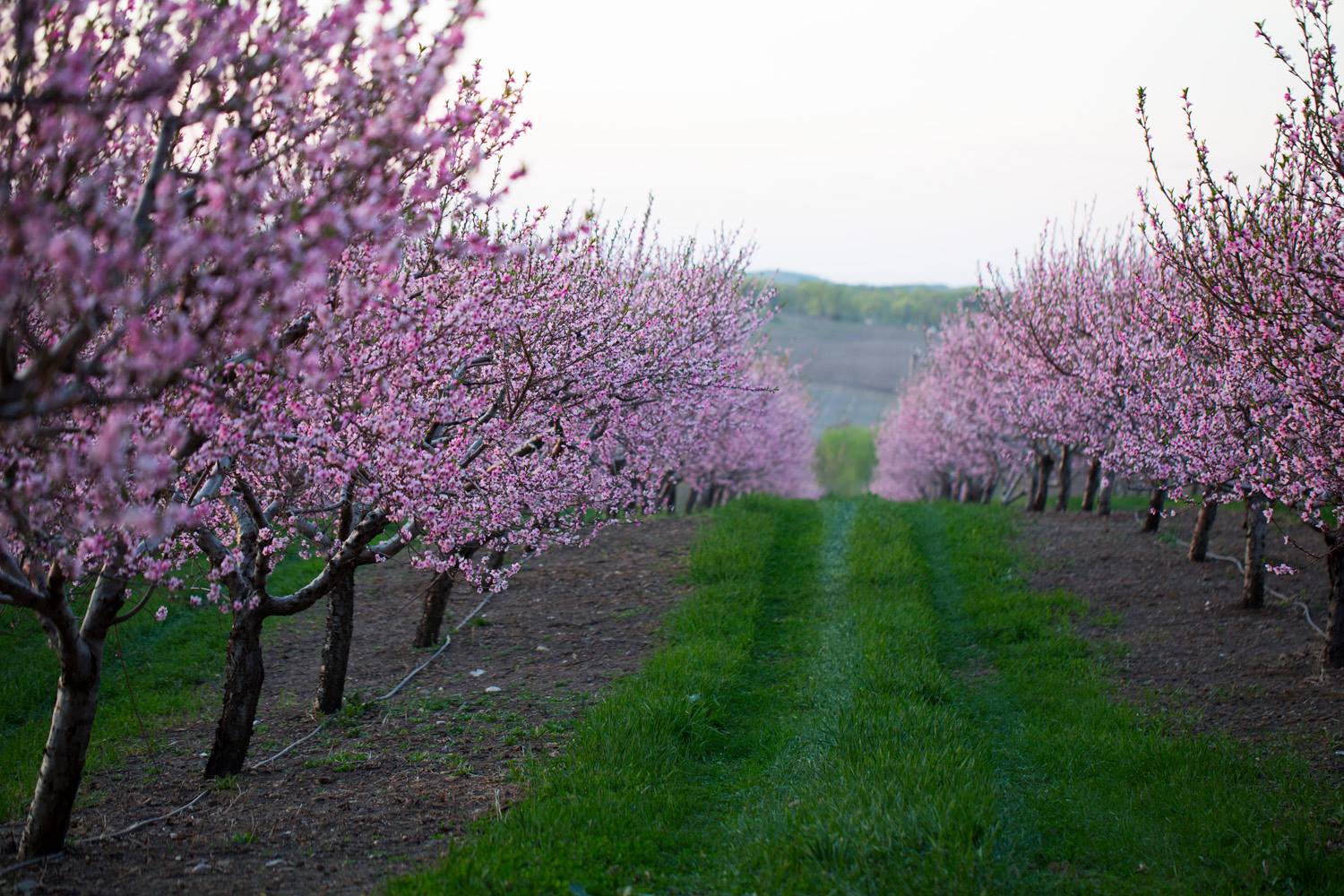 Cherry production in Michigan - Wikipedia