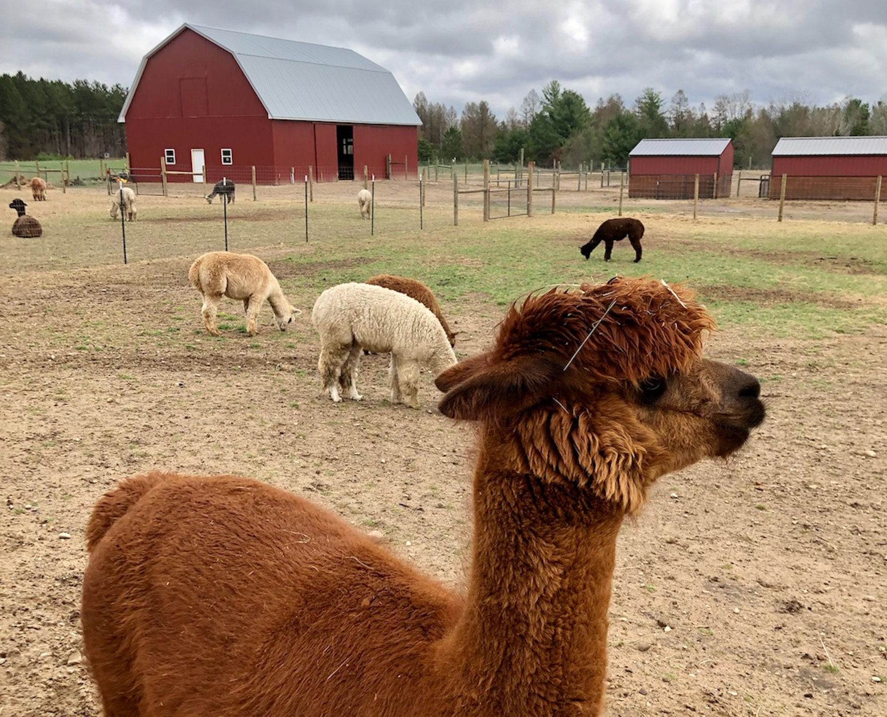 Harvesting and Transforming Alpaca Fleece into Luxury Textiles - Simple  Alpaca Farming