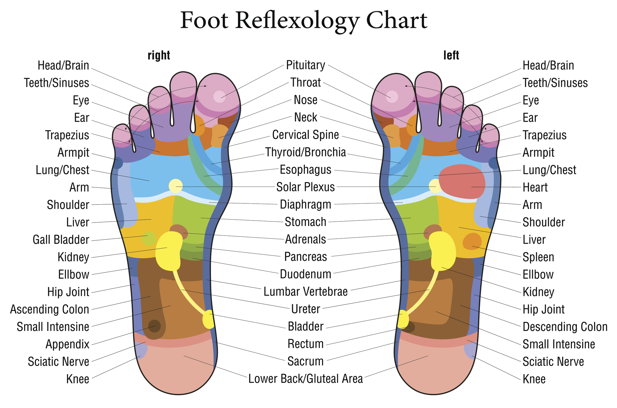 Foot Health & Foot Conditions  The Foot Spot – TFS - The Foot Spot