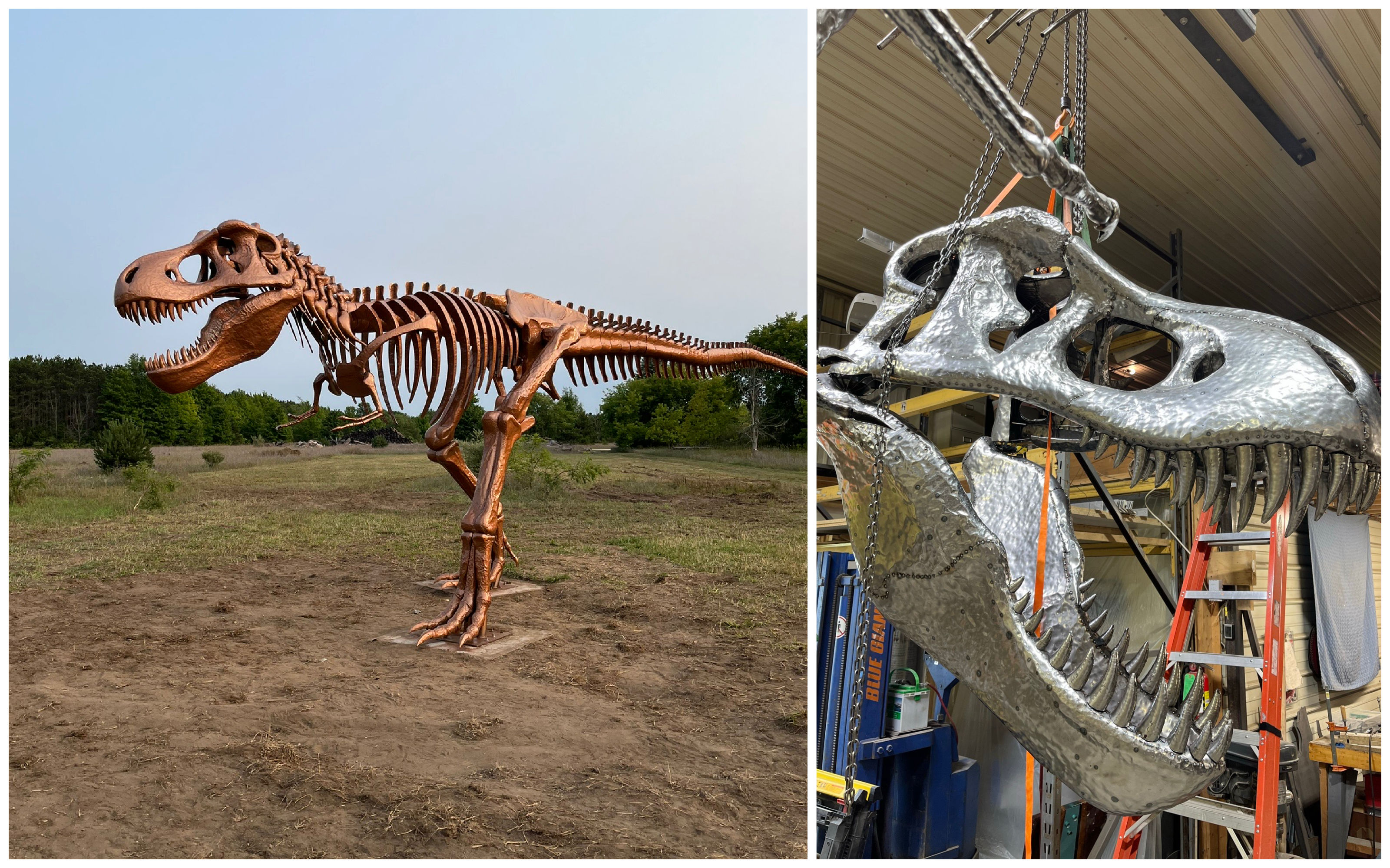 T. rex grew beefier than museum fossils suggest