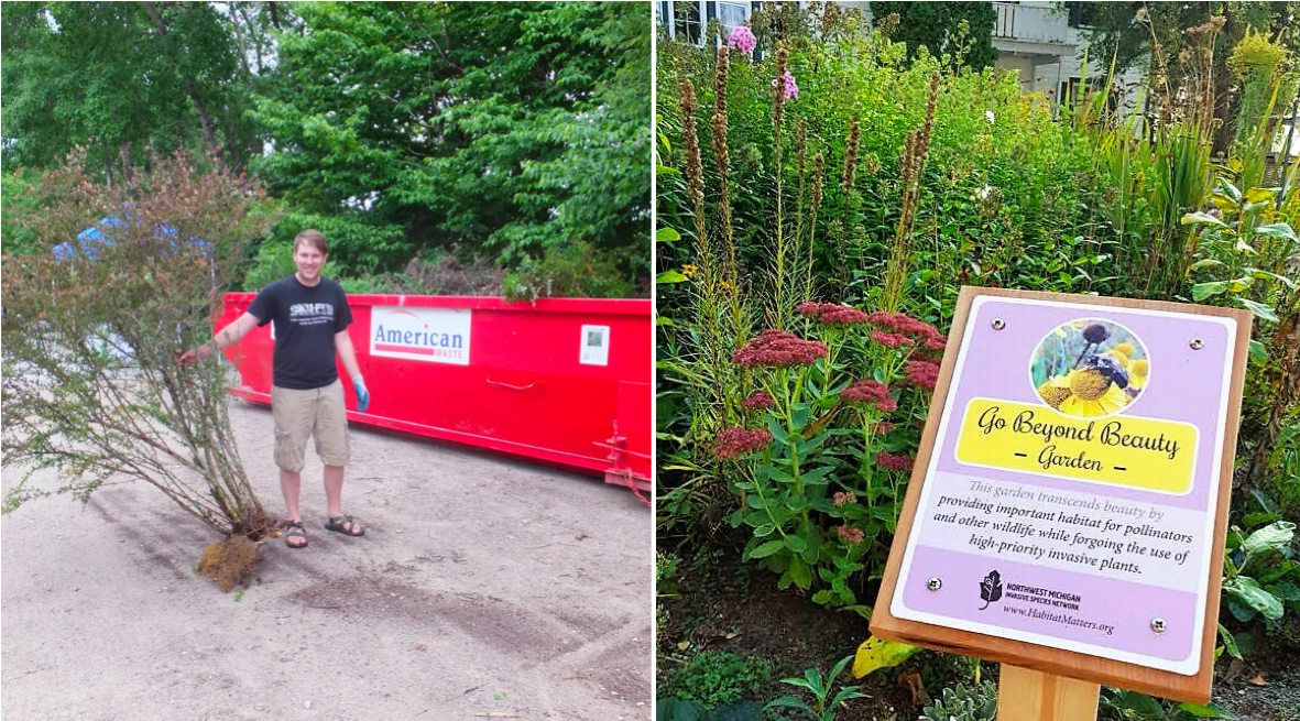 Baby's breath flowers are Invasive to Michigan native plants