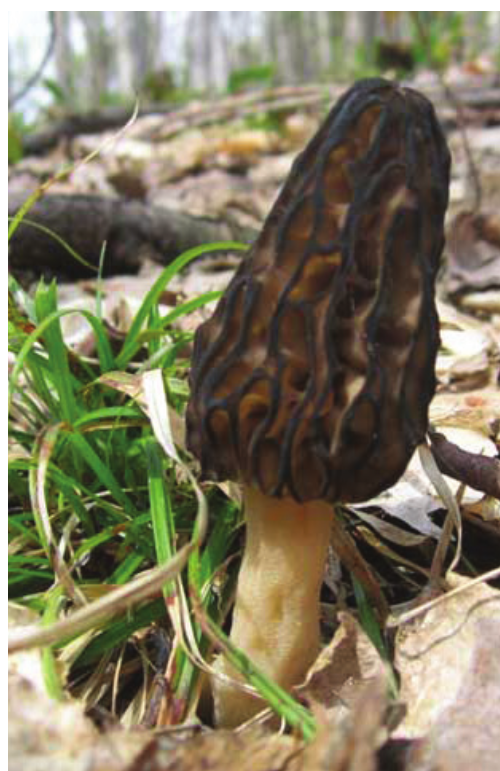 Mushrooms Rule! At the Morel Festival Features Northern Express