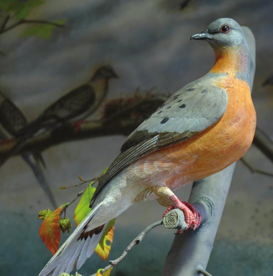 passenger pigeon scientific name